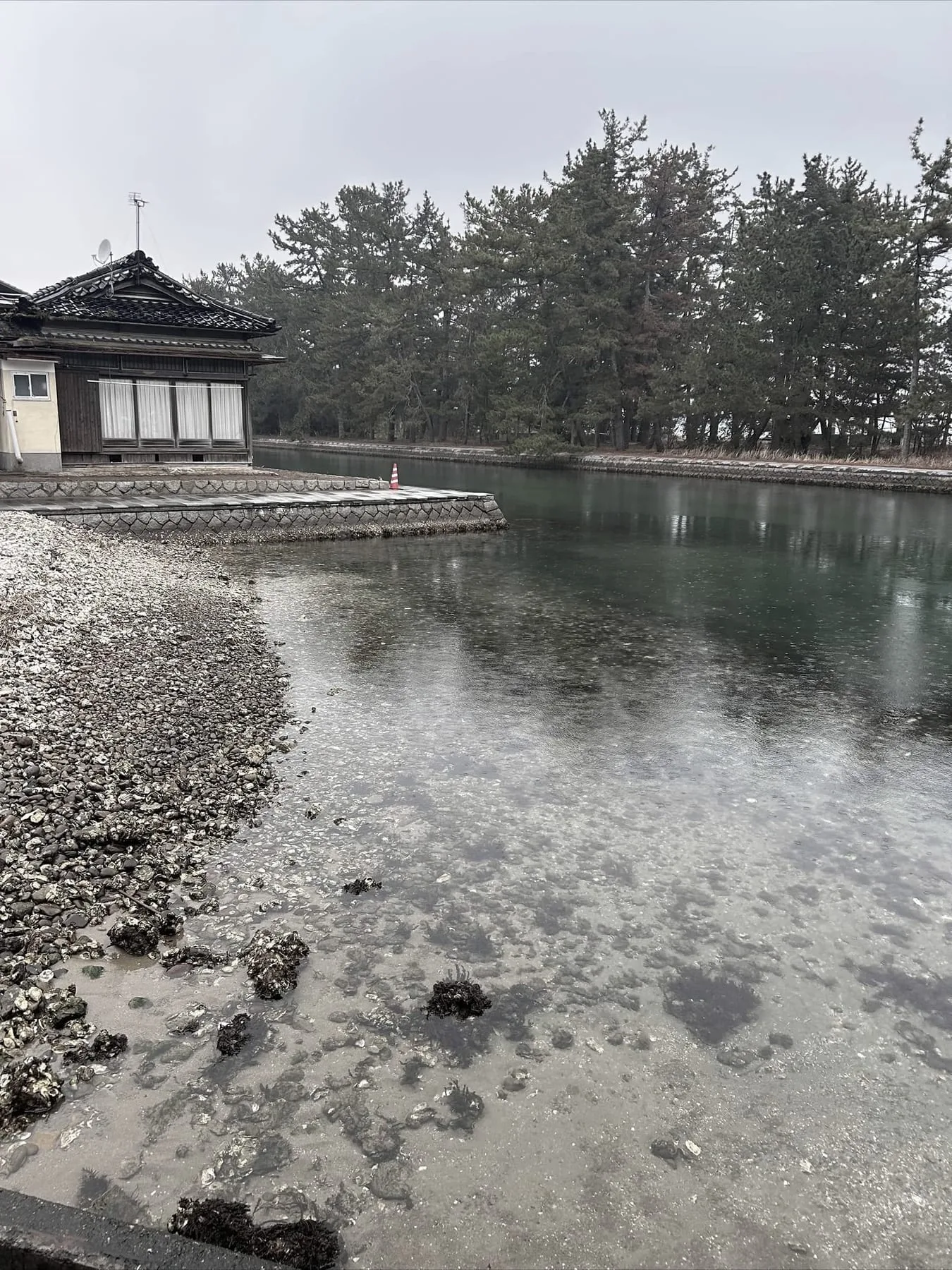 Discarded oyster shell banked along the waterline at Amanohashidate, Japan, with a timber house and pines behind.