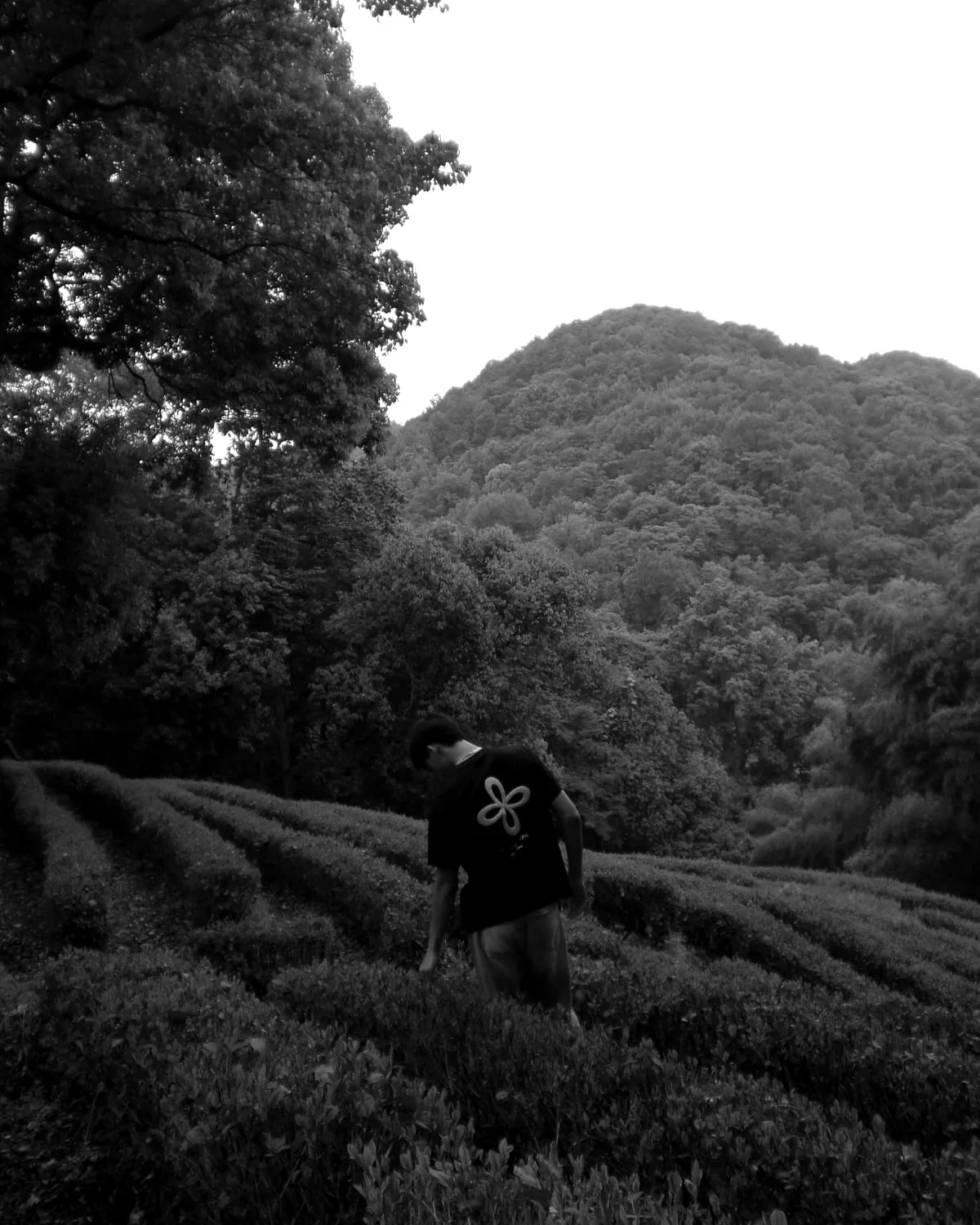 Ivan Voo bent into a row of tea plants, reaching down to handle the leaves.